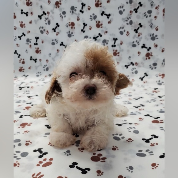 Meet the cute poodles! - Picture 4 of 8